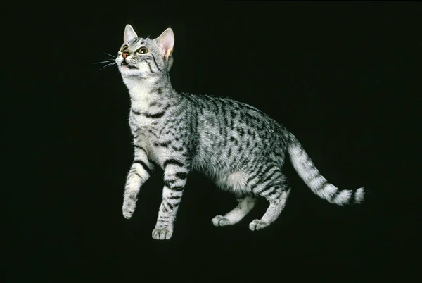 Egyptian Mau Domestic Cat Adult Black Background — 스톡 사진