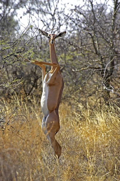 Gerenuk Waller Gazelle Litocranius Walleri Female Standing Hind Legs Eating — Stock Photo, Image