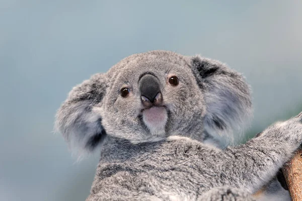 Koala Phascolarctos Cinereus Vrouwenportret — Stockfoto