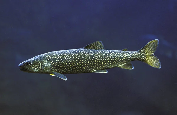 Trucha Del Lago Salvelinus Namaycush Adulto Canadá — Foto de Stock