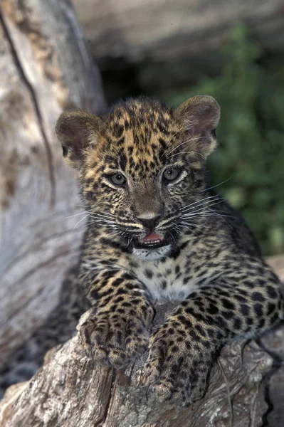 Leopard Panthera Pardus Jungtier Steht Auf Baumstumpf — Stockfoto