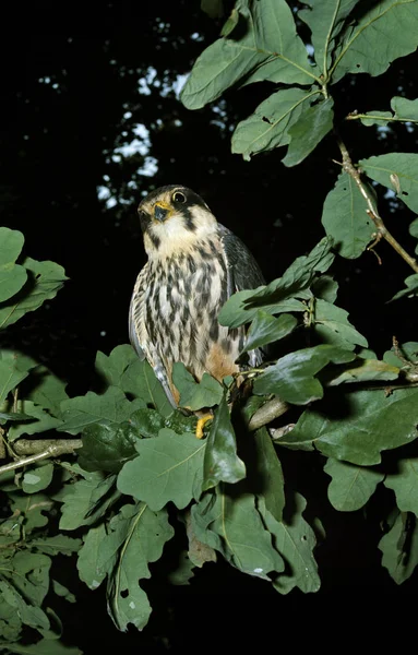 Eurasian Hobby Falco Subbuteo Adulte Debout Sur Branche — Photo