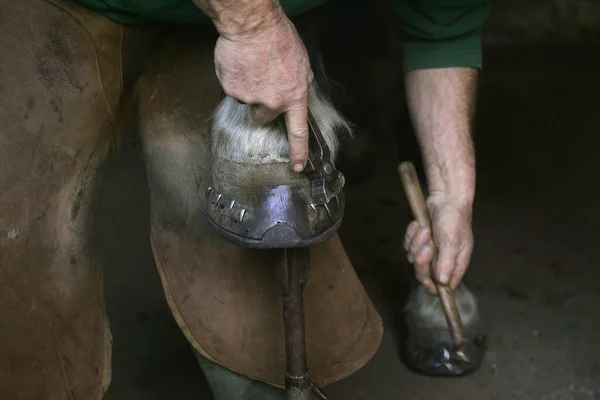 Schmied Mit Pferd Schlägt Nagel Neu Eingebauten Pferdeschuh — Stockfoto