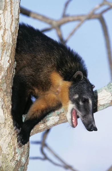 Ringtailed Coati Coatimundi Nasua Nasua Adult Perched Tree Calling Pantanal — Stok Foto