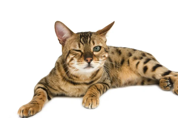 Brown Spotted Tabby Bengal Domestic Cat Adult Funny Face Lay — 스톡 사진