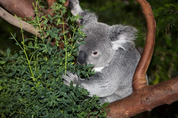 Koala Phascolarctos Cinereus Mężczyzna Jedzący Eukaliptusa Liście — Zdjęcie stockowe