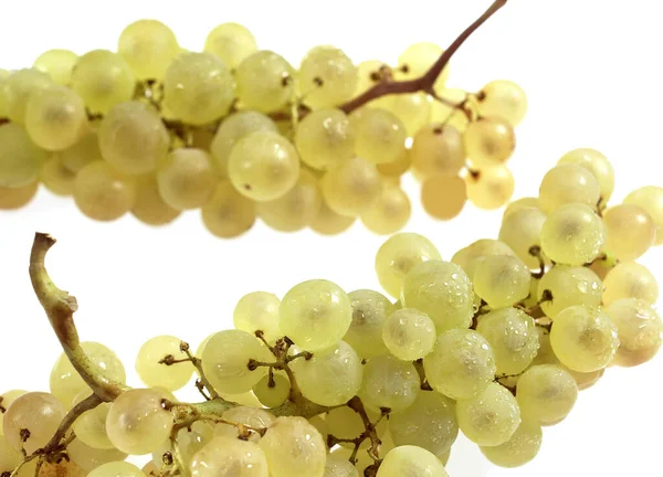 Chasselas White Grape Vitis Vinifera Fruta Contra Fundo Branco — Fotografia de Stock