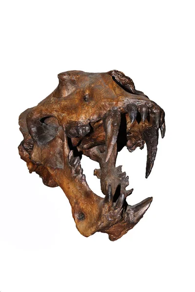 Skull Scimitar Cat Homotherium Serum Saber Toothed Cat Disappeared 000 — Stock Photo, Image