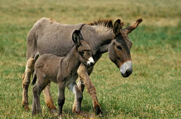 Grey Donkey Fransk Ras Mare Med Föl — Stockfoto
