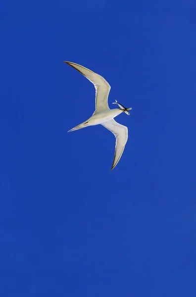 Swift Tern Sterna Bergii Adult Flight Fish Beak Australia — стокове фото