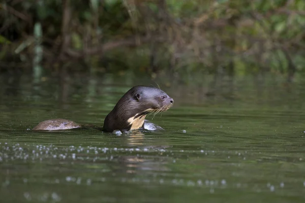 Otter Gigante Pteronura Brasiliensis Adulto Rio Madre Dios Manu Parc — Fotografia de Stock