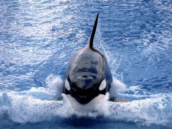 Killer Whale Orcinus Orca Adult Breaching — Stock Photo, Image