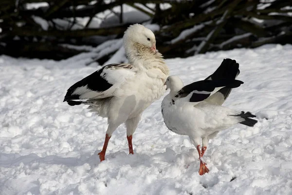 Andean Goose Chloephaga Melanoptera Pair Standing Snow — стоковое фото