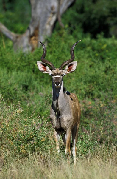 Daha Büyük Kudu Tragelaphus Strepsiceros Bush Kenya Duran Erkek — Stok fotoğraf