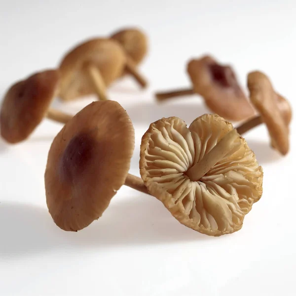 Fairy Ring Mushroom, marasmius oreades, Edible Fungus against White Background