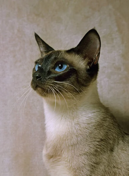 Ponto Selo Siamês Doméstico Gato Retrato Adulto — Fotografia de Stock