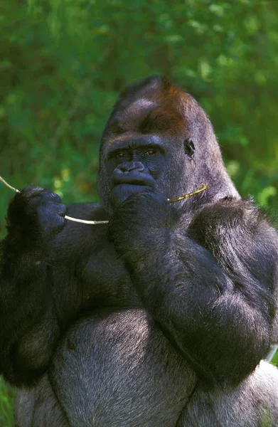 Gorilla Gorilla Gorilla Silverback Adult Male Eating Bark Branch — Stock Photo, Image