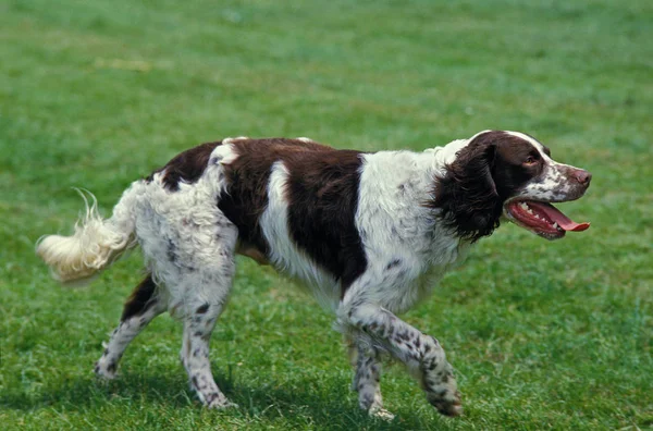 Fransız Spaniel Çimenlerde Yürüyen Yetişkin — Stok fotoğraf