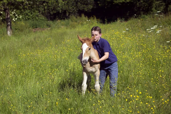 Boy Foal Norman Cob Normandy — Stock Photo, Image