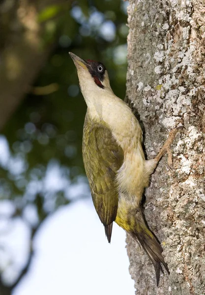 Pájaro Carpintero Verde Picus Viridis Adulto Pie Tronco Del Árbol —  Fotos de Stock