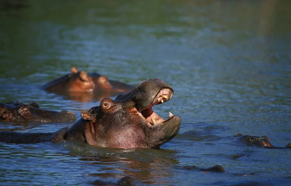 Hipopótamo Anfibio Hipopótamo Bostezo Adulto Río Mara Masai Mara Park —  Fotos de Stock