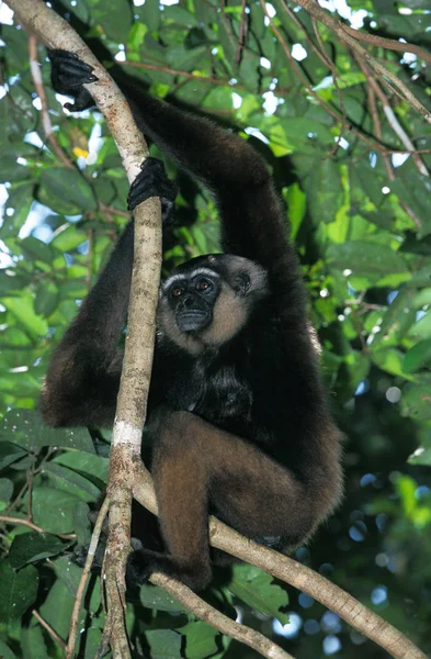 Muller Gibbon Hylobates Muelleri Adult Hanging Branch — стоковое фото