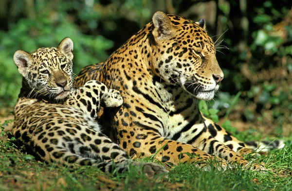 Jaguar Pantera Onca Mujer Con Cachorro — Foto de Stock