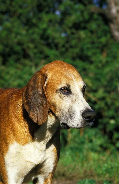 Gran Anglo Francés Perro Blanco Naranja Gran Anglo Francais Blanc — Foto de Stock