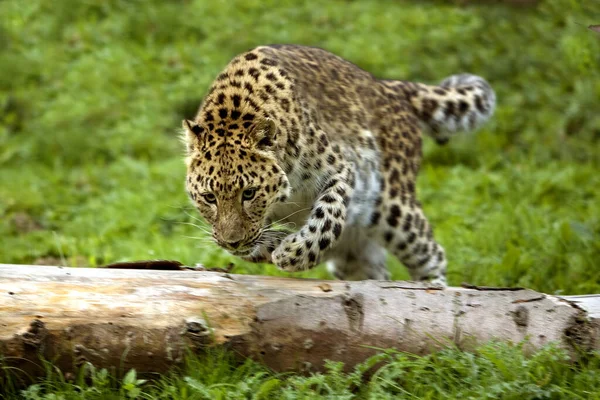 Amur Leopard Panthera Pardus Orientalis Felnőtt Ugrás Fatörzsön — Stock Fotó