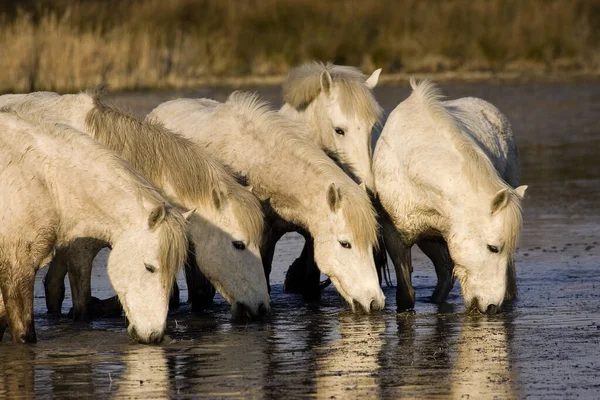 站在法国南部圣玛丽德拉梅尔沼泽地的牧马人Camargue Horses Herd Standing Swamp Saintes Marie Mer — 图库照片