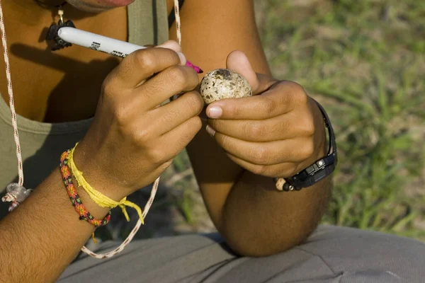 Biólogo Estudando Black Skimmer Rhynchops Niger Los Lianos Venezuela — Fotografia de Stock