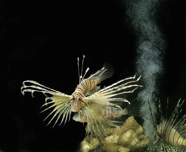 Frequentes Lion Fish Pterois Volitans Venemous Fish — Fotografia de Stock