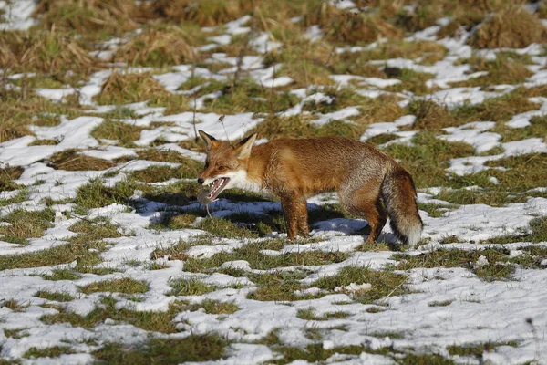 Κόκκινη Αλεπού Αιδοία Ενήλικοι Περπατούν Στο Χιόνι Νορμανδία — Φωτογραφία Αρχείου