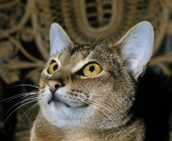 Gato Doméstico Abisinio Retrato Adulto — Foto de Stock