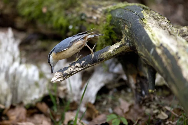 Eurasian Nuthatch Sitta Europaea Adult Standing Branch Normandía — Foto de Stock