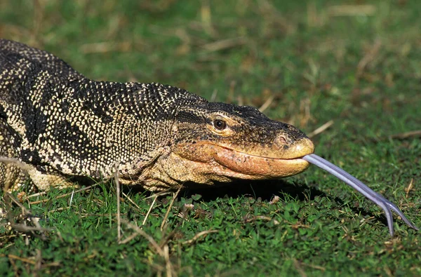 Water Monitor Lizard Varanus Salvator Πορτρέτο Ενηλίκων Γλώσσα Έξω — Φωτογραφία Αρχείου