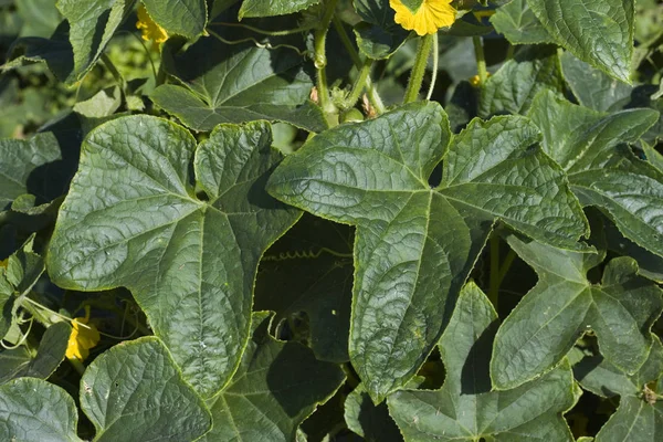 Gherkin Pickle Cucumis Sativus Φυτικός Κήπος Στη Νορμανδία — Φωτογραφία Αρχείου