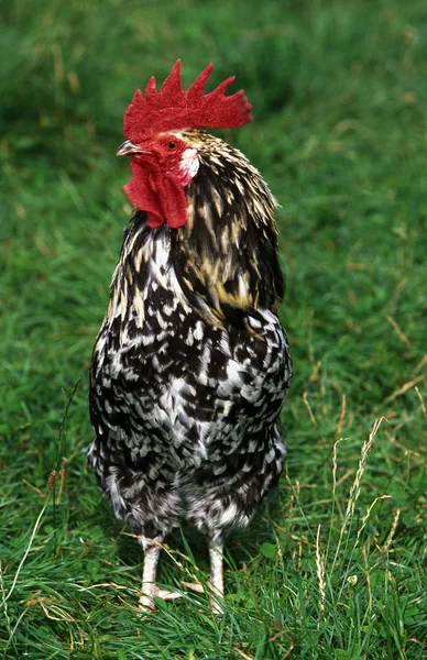 Gournay Belföldi Csirke Fajta Normandiából Franciaországban Cockerel Álló — Stock Fotó