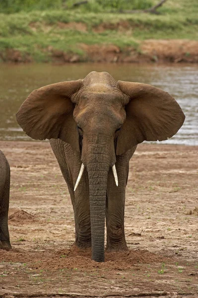 Elefant African Loxodonta Africana Adult Picioare Lângă Râu Samburu Park — Fotografie, imagine de stoc