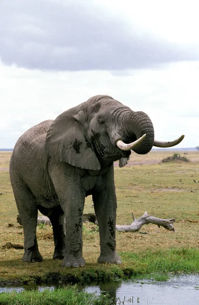 African Elephant Loxodonta Africana Adult Drinking Water Masai Mara Park — 图库照片