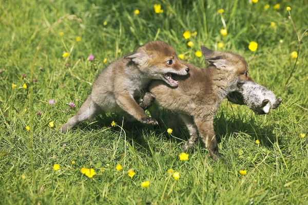 Raposa Vermelha Vulpes Vulpes Cachorro Com Matança Coelho Jovem Normandia — Fotografia de Stock