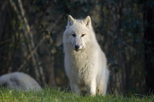 Arktický Vlk Canis Lupus Tundrarum Dospělý Stojící Trávě — Stock fotografie