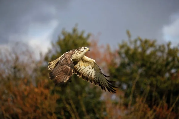 Buzzard Comum Buteo Buteo Adulto Voo Normandia — Fotografia de Stock