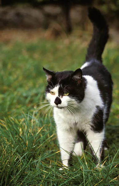 Black White Domestic Cat Adult Standing Grass — Stock Photo, Image