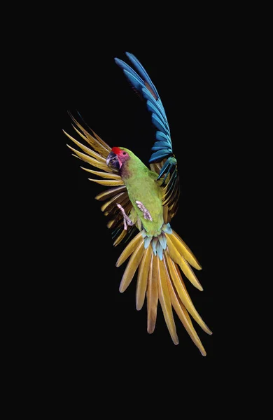 Militär Macaw Ara Militaris Vuxen Flyg Mot Svart Bakgrund — Stockfoto