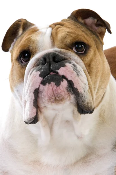 Bulldog Inglês Retrato Feminas Contra Fundo Branco — Fotografia de Stock