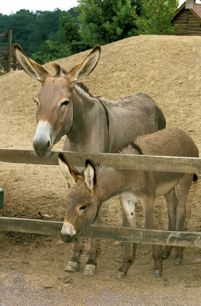 French Grey Donkey Jenny Foal — стокове фото