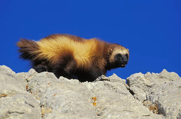 Wolverine Amerika Utara Gulo Gulo Luscus Adult Berdiri Rocks Kanada — Stok Foto
