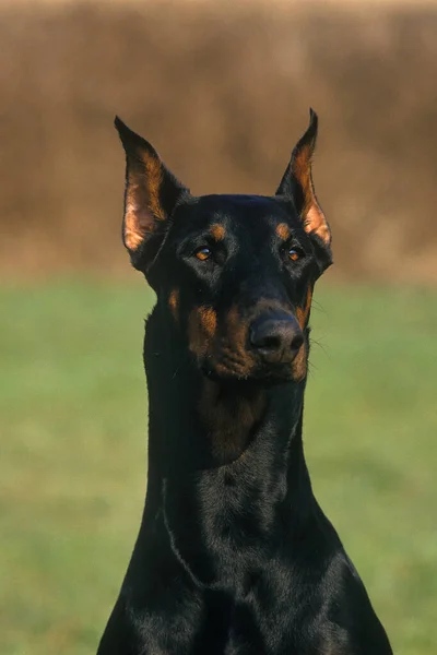 Dobermann Dog Eller Dobermann Pinscher Old Standard Breed Cut Ears — Stockfoto