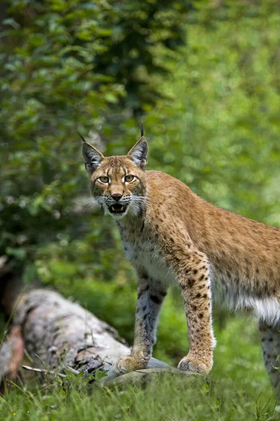 Сибирская Рысь Lynx Lynx Wrani Взрослая — стоковое фото